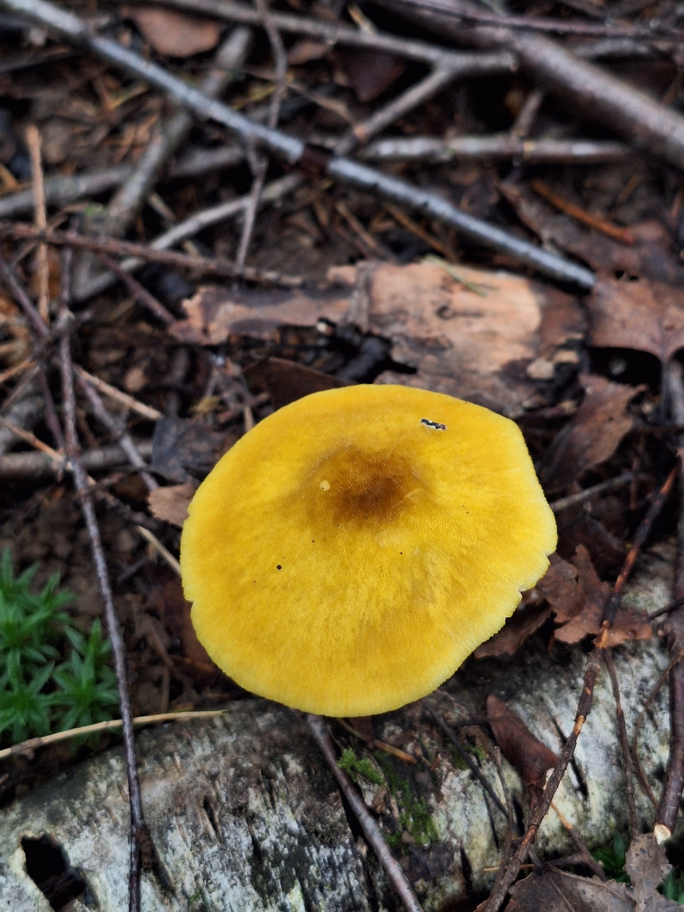 Plutée couleur de lion (Pluteus leoninus)