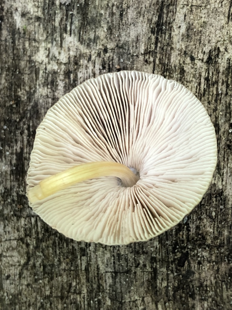 Plutée de Romell (Pluteus romellii)