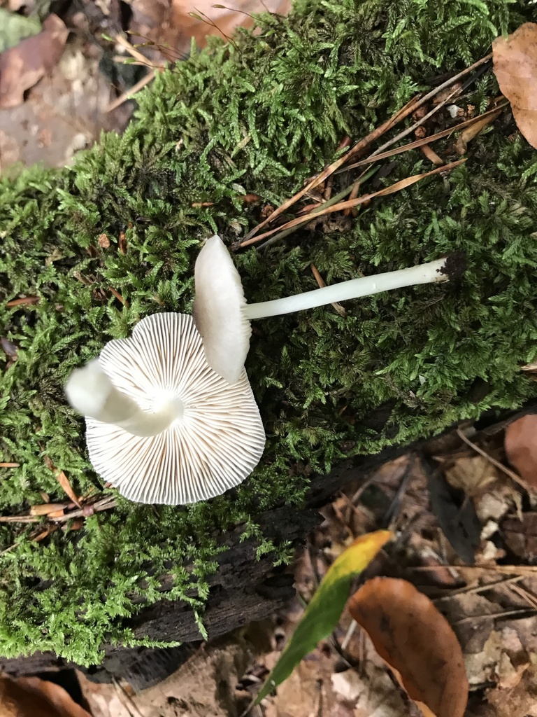 Plutée du saule (Pluteus salicinus)