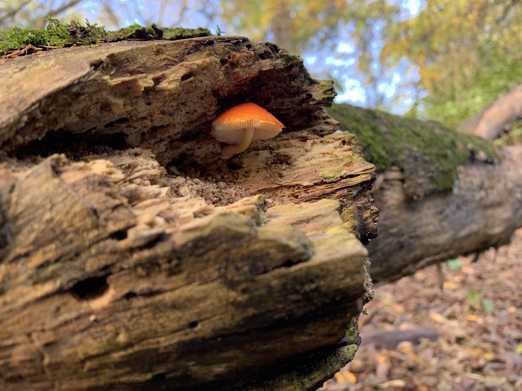 Plutée orange-rouge (Pluteus aurantiorugosus)