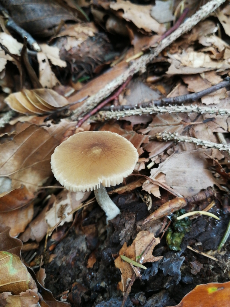 Plutée veiné (Pluteus phlebophorus)