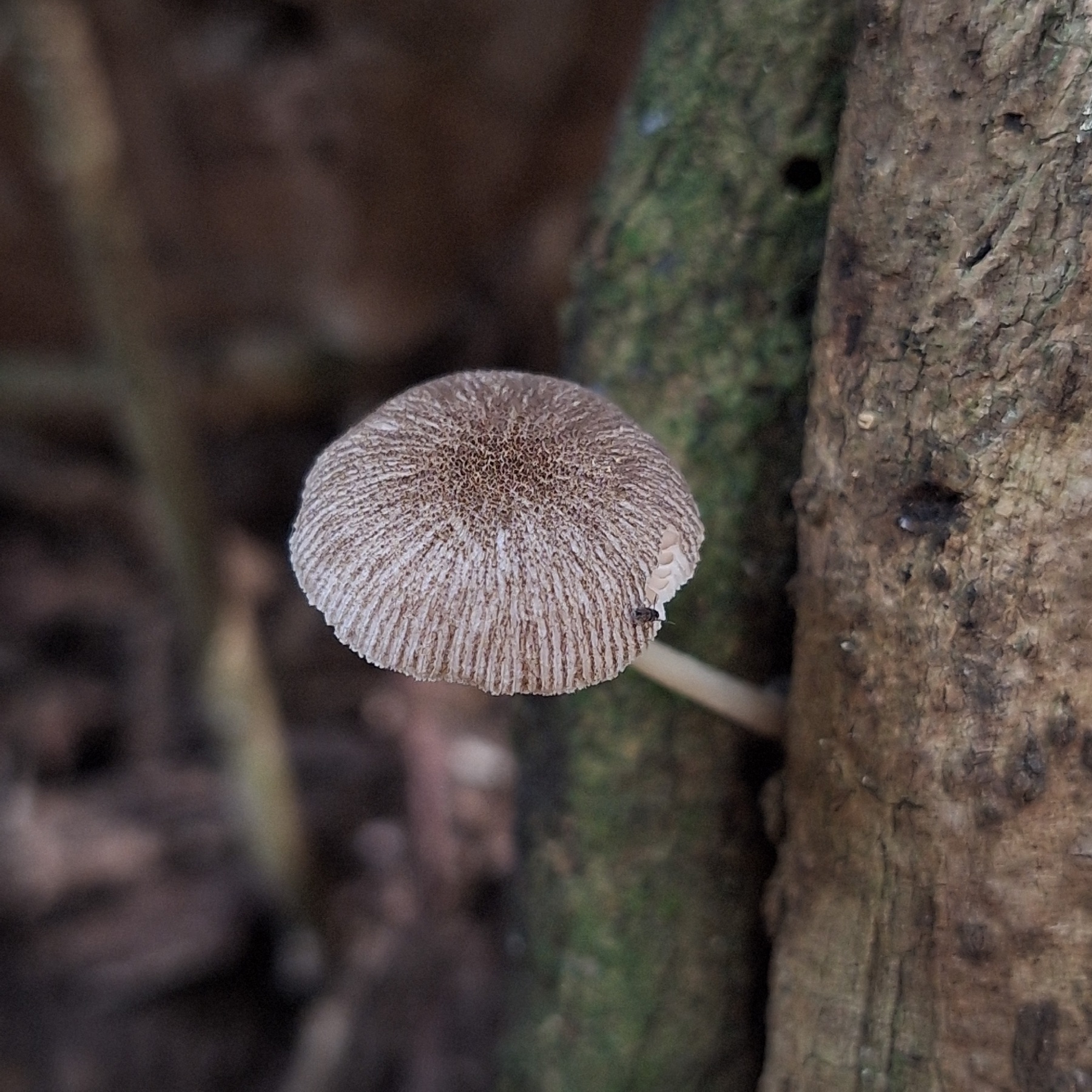 Pluteus longistriatus (Pluteus longistriatus)
