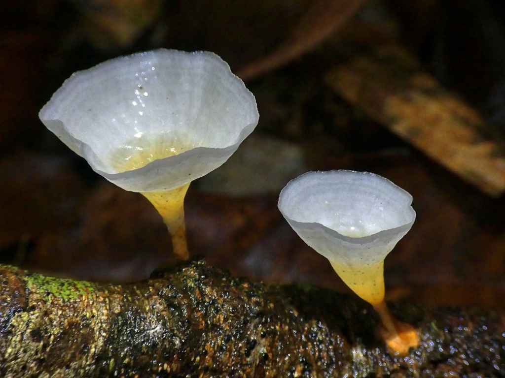 Podoscypha petalodes (Podoscypha petalodes)