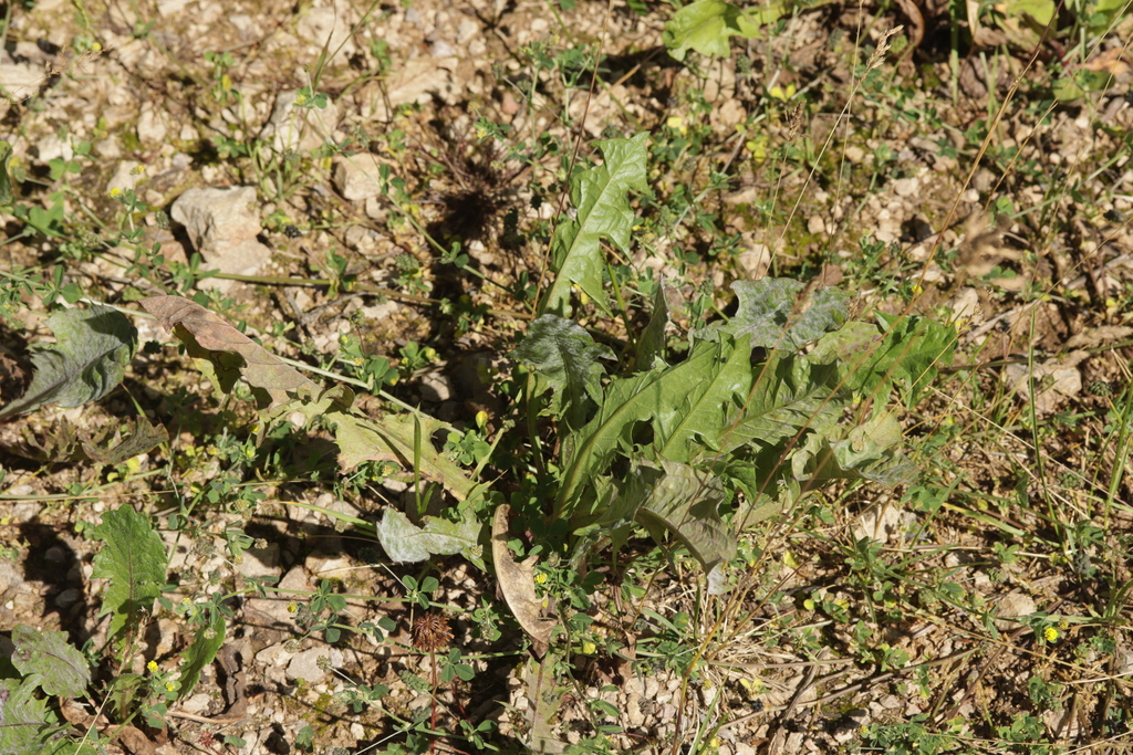 Podosphaera erigerontis-canadensis (Podosphaera erigerontis-canadensis)