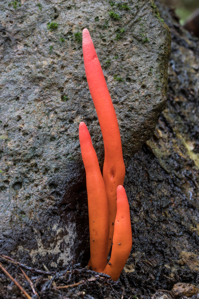 Podostroma corne-de-daim (Podostroma cornu-damae)