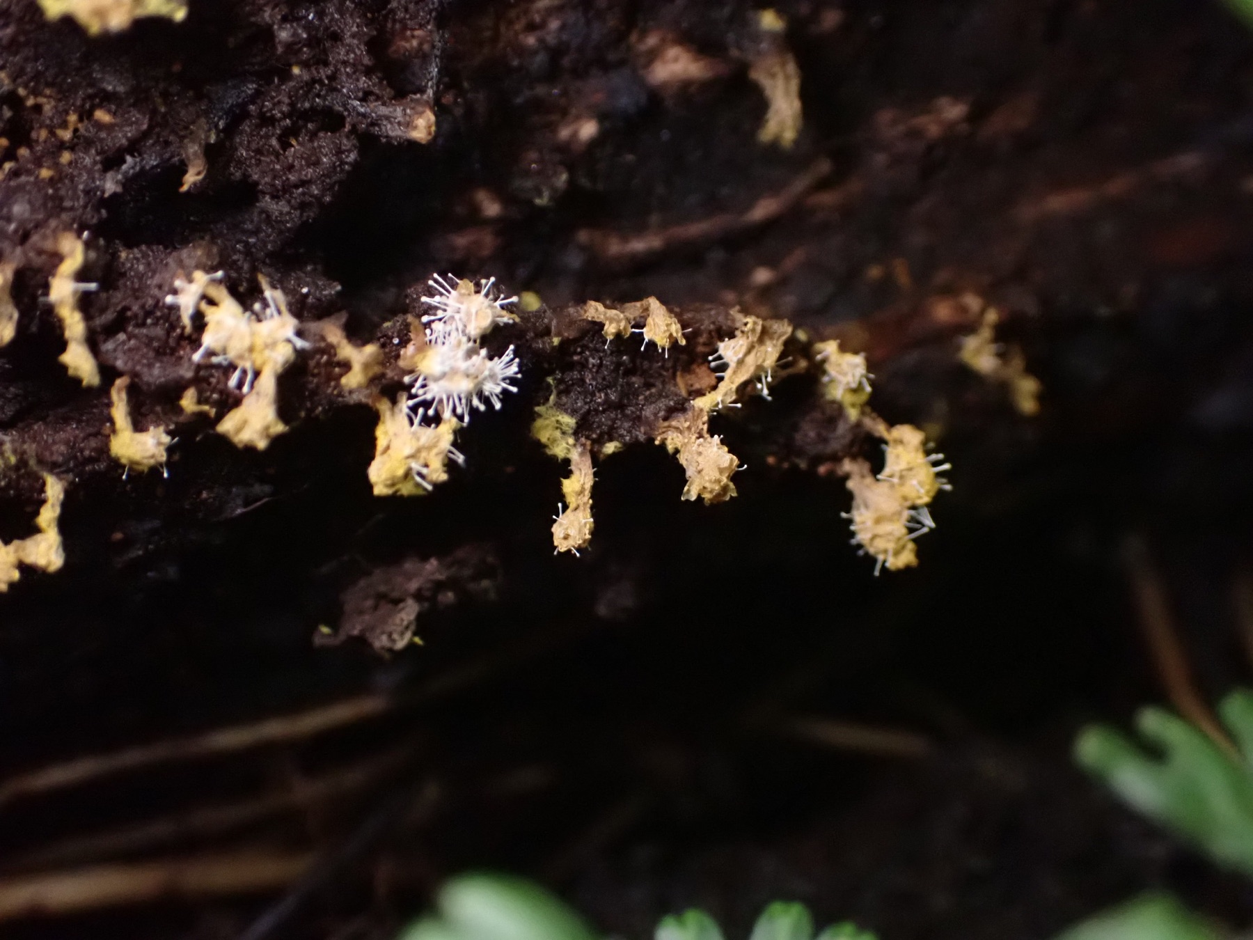 Polycephalomyces tomentosus (Polycephalomyces tomentosus)
