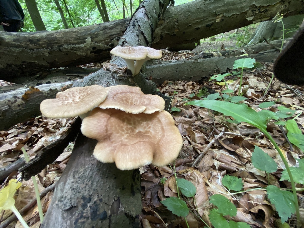 Polypore à sclérote (Polyporus tuberaster)
