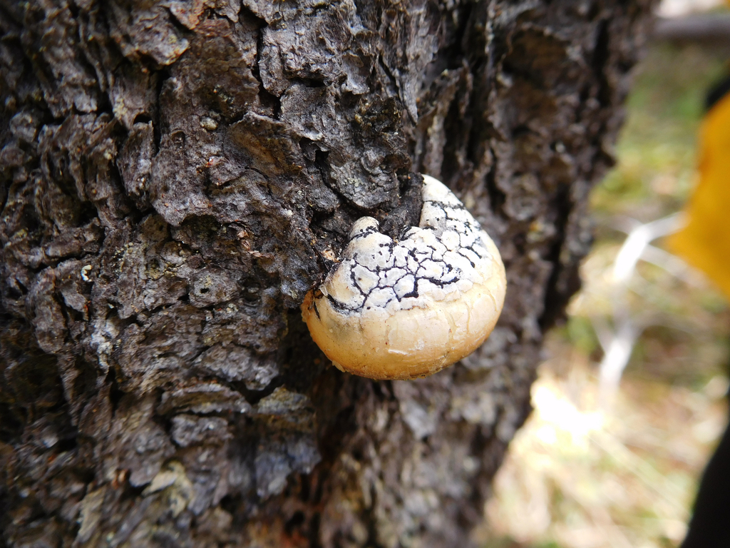 Polypore à volve (Cryptoporus volvatus)