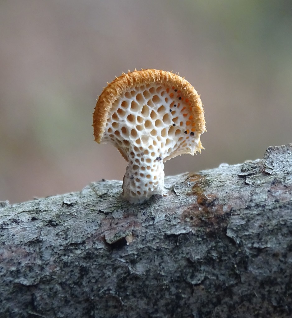 Polypore alvéolé (Neofavolus alveolaris)