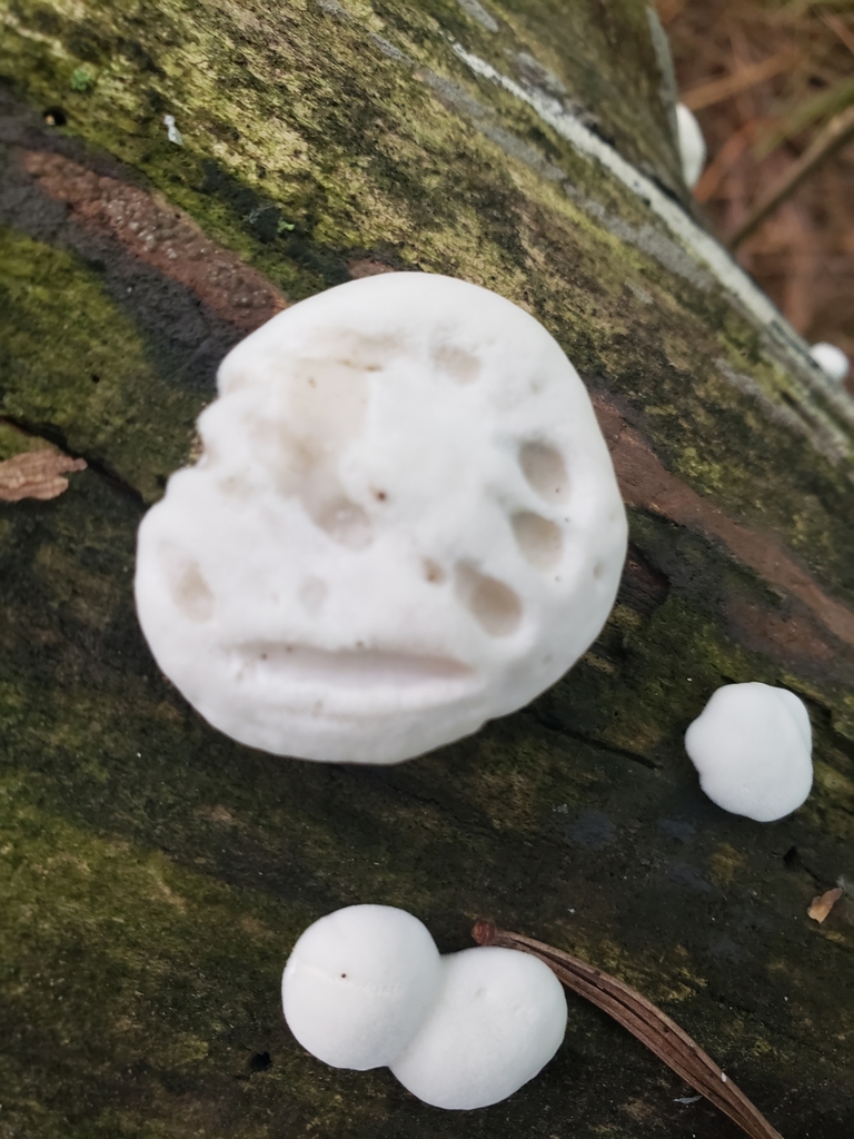 Polypore blanc de neige (Tyromyces chioneus)