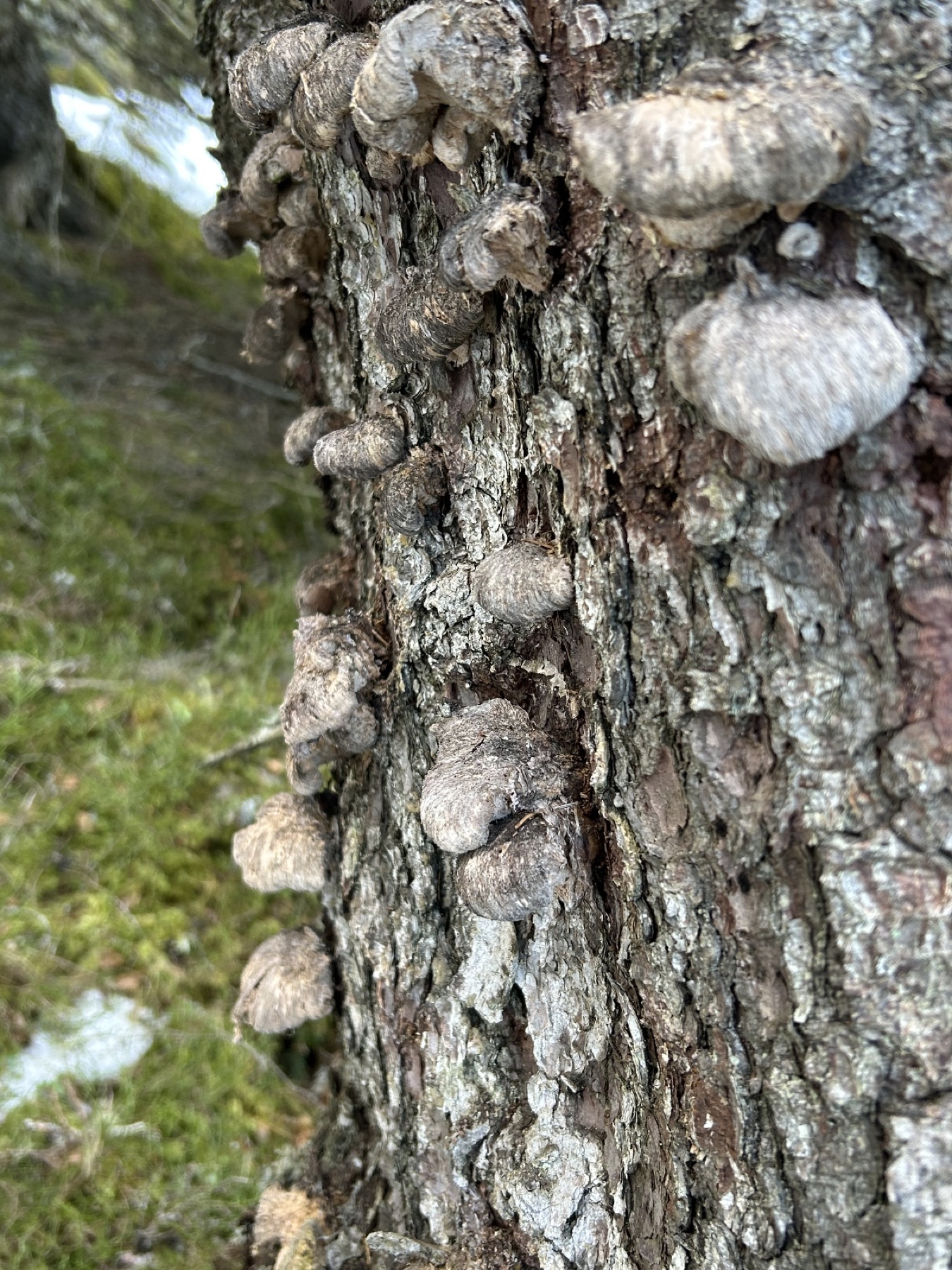 Polypore boréal (Climacocystis borealis)