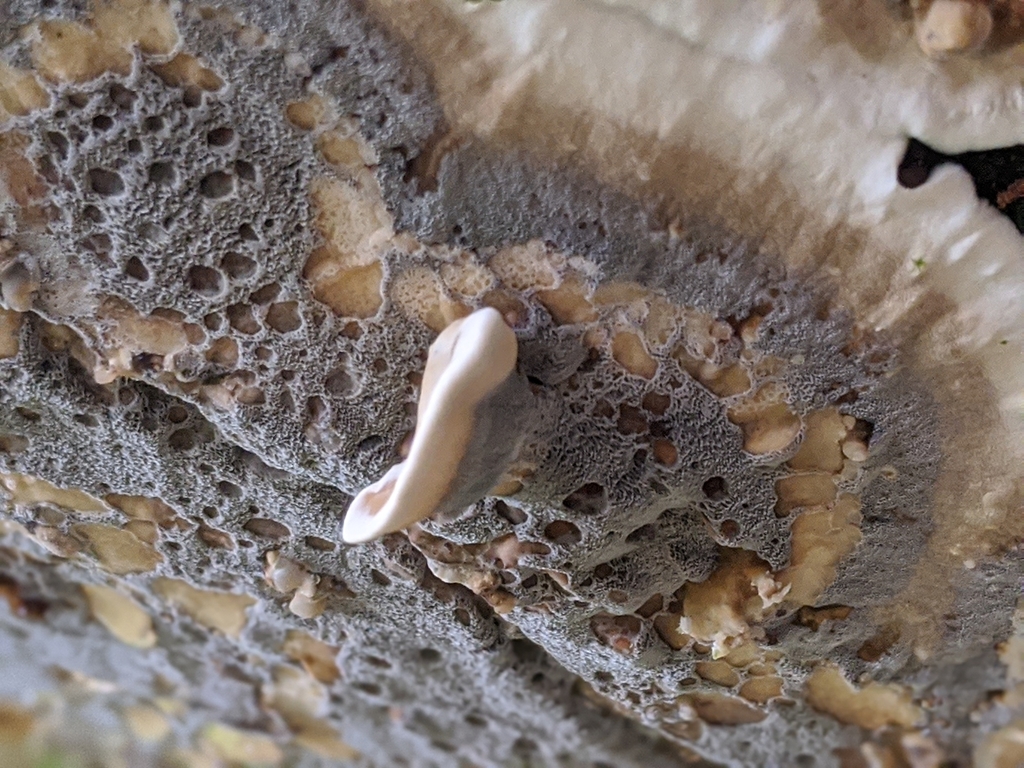 Polypore brûlé (Bjerkandera adusta)