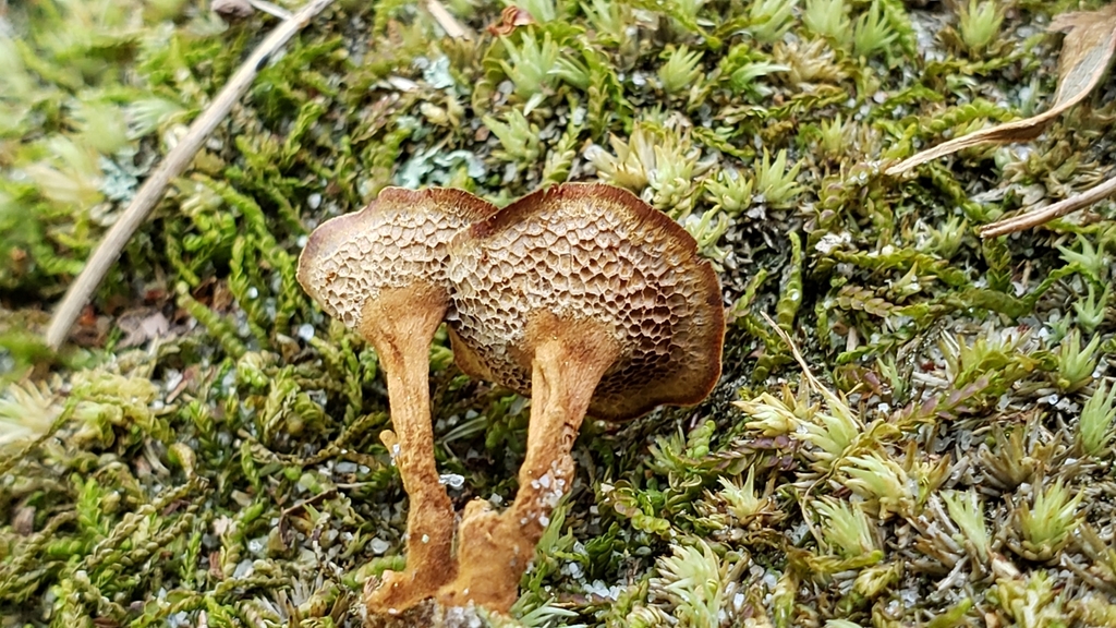Polypore cannelle (Coltricia cinnamomea)