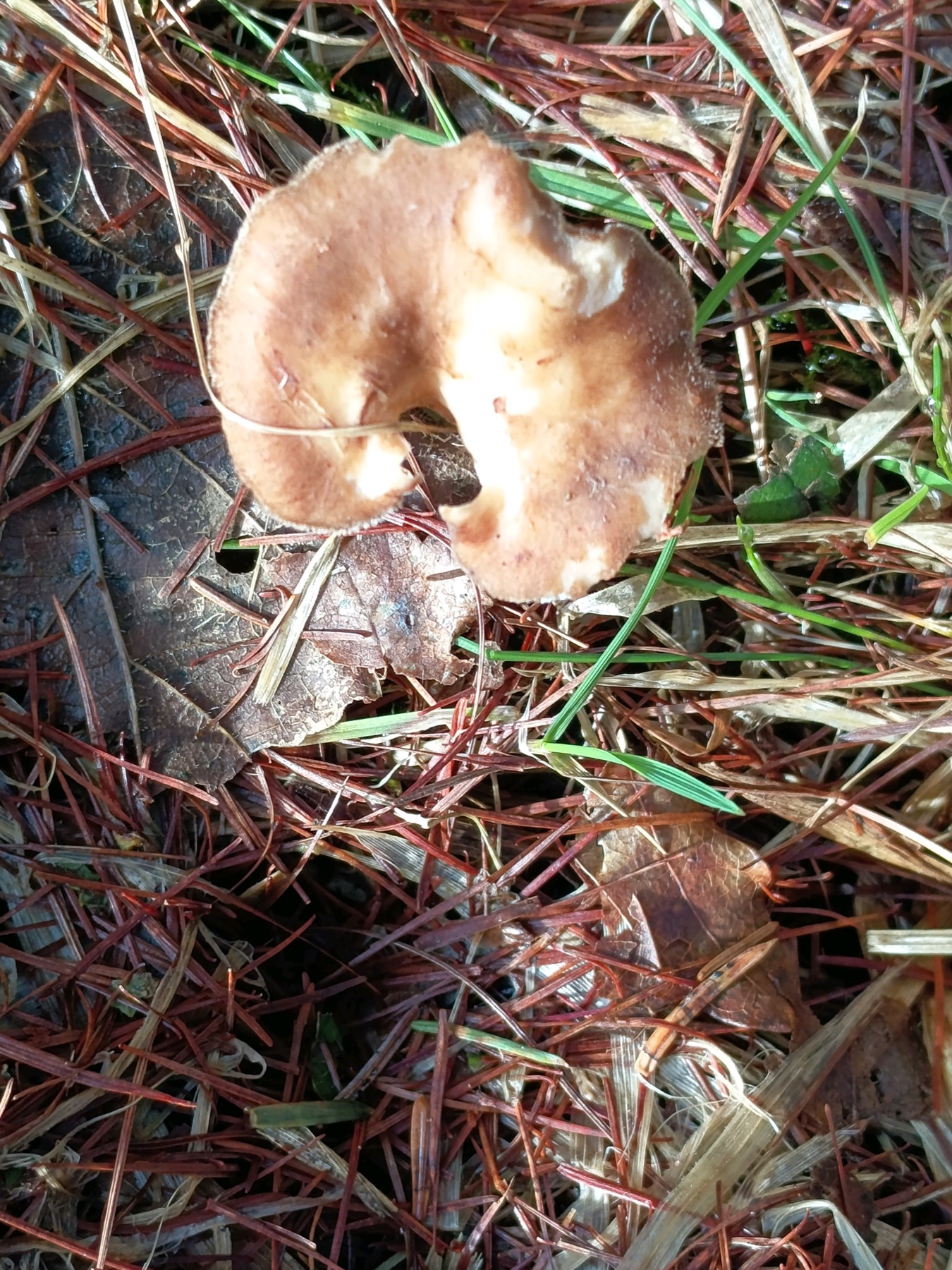 Polypore cilié (Lentinus substrictus)