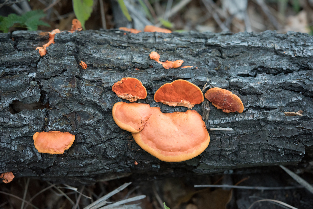Polypore cinabre (Pycnoporus cinnabarinus)