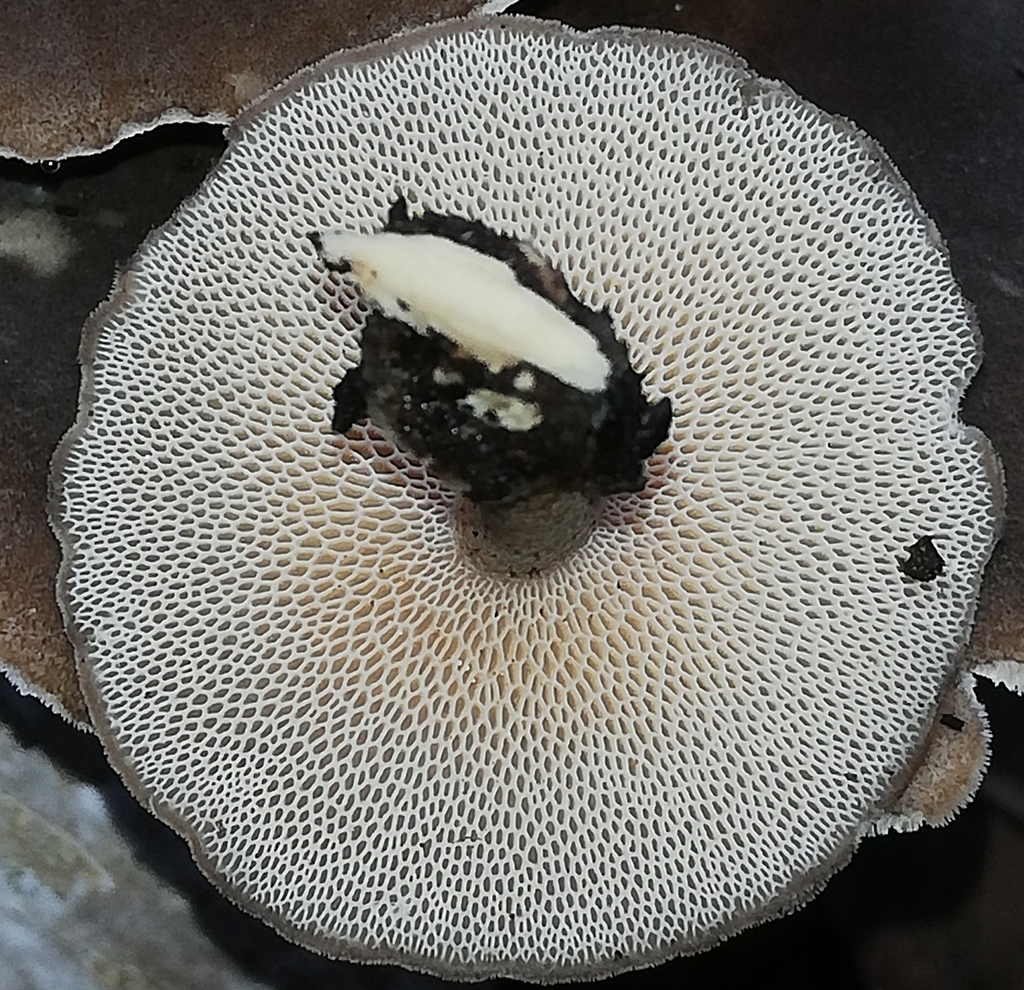 Polypore d'hiver (Lentinus brumalis)