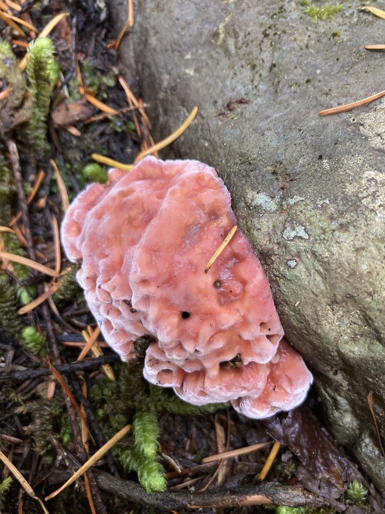 Polypore de Cajander (Fomitopsis cajanderi)