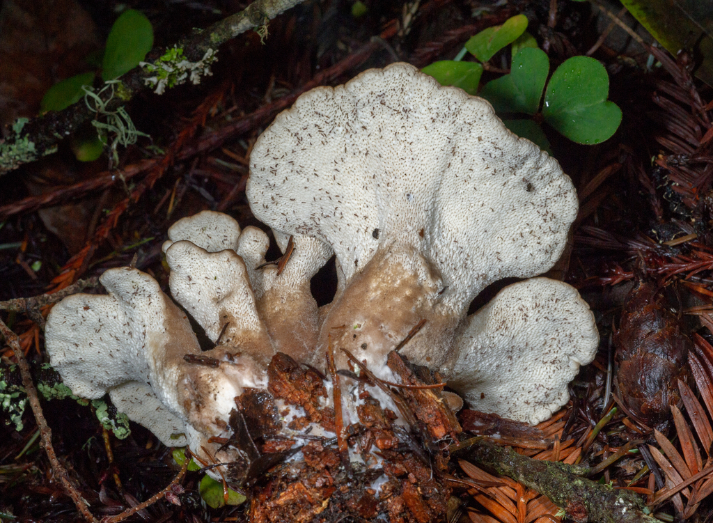Polypore de Jahn (Jahnoporus hirtus)