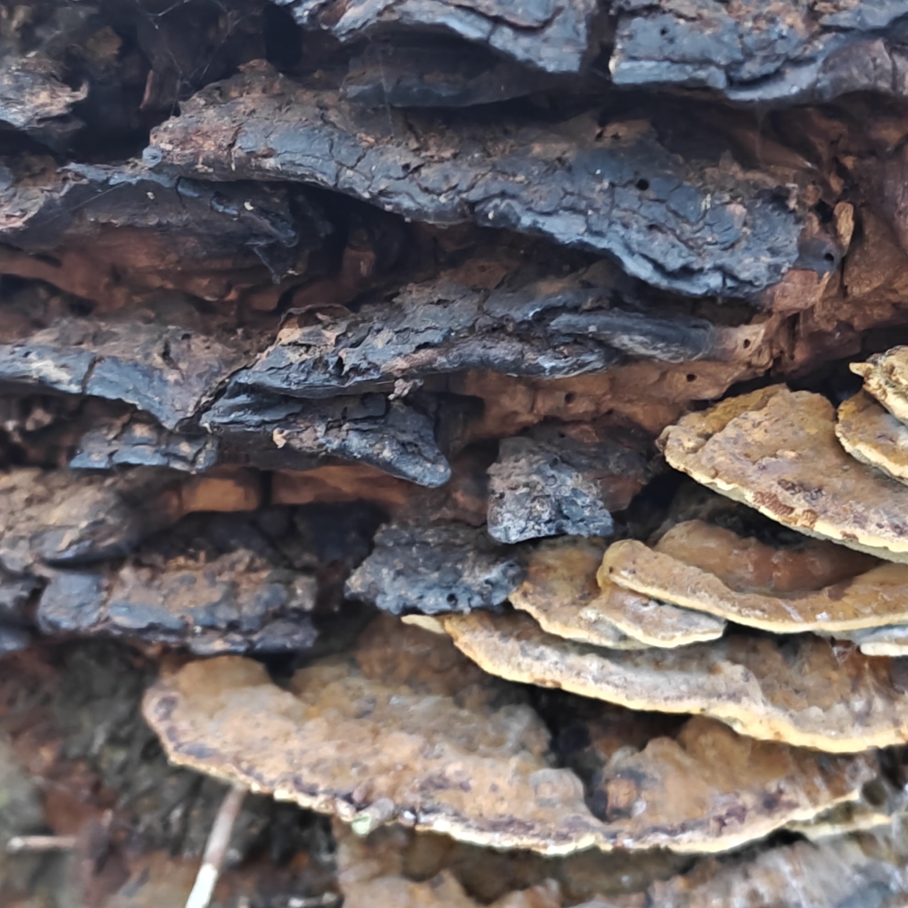 Polypore de l'aulne (Mensularia radiata)