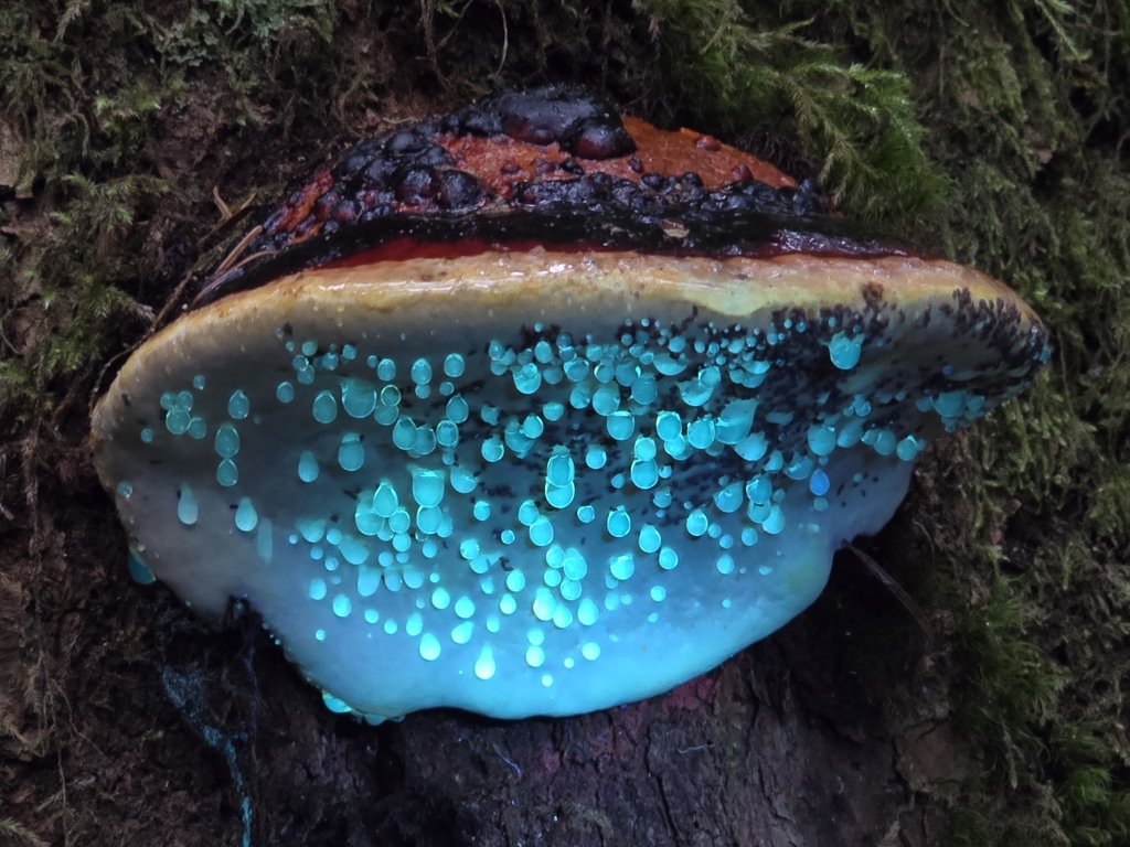 Polypore de Mounce (Fomitopsis mounceae)