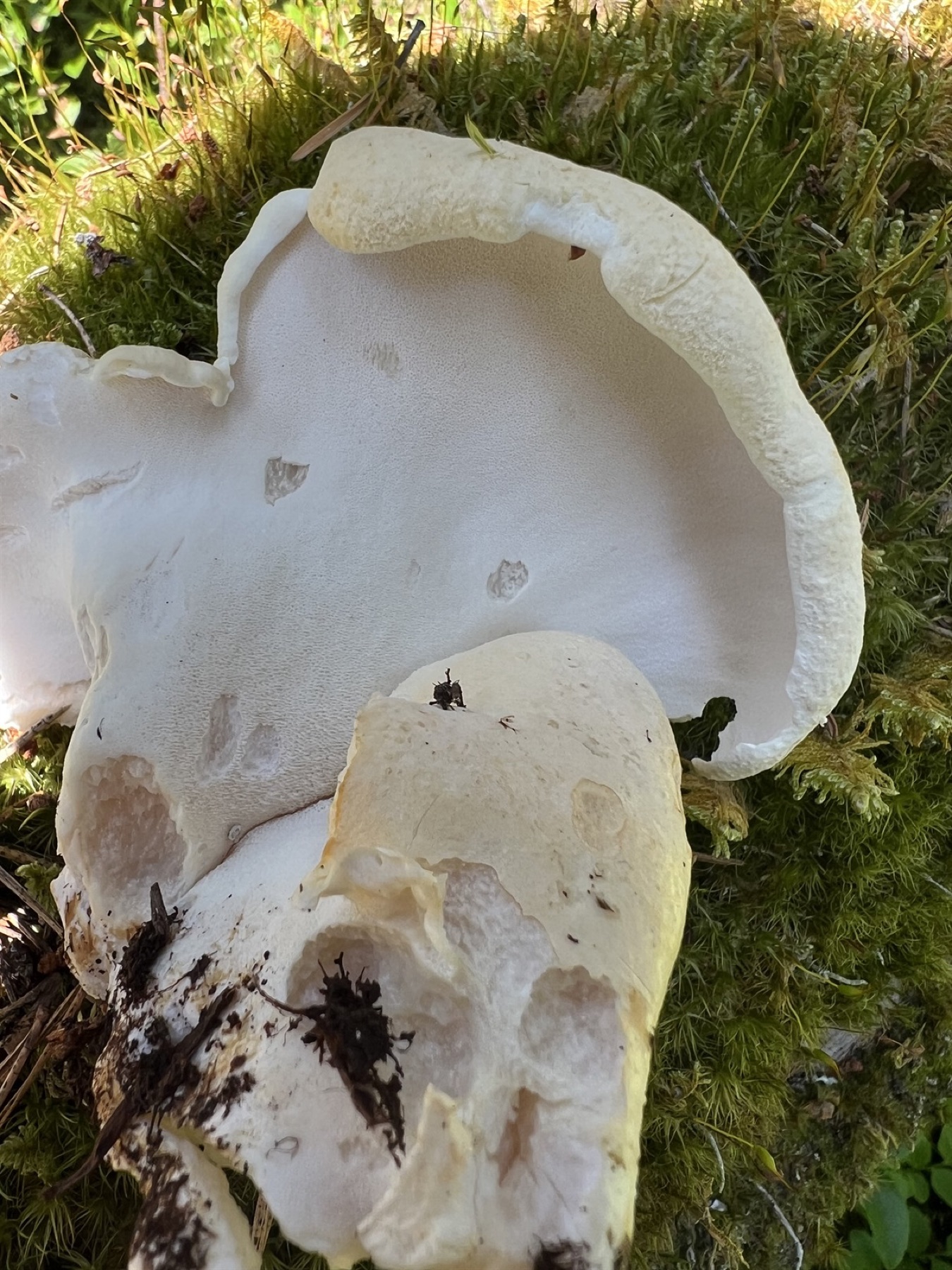 Polypore des brebis (Albatrellus ovinus)