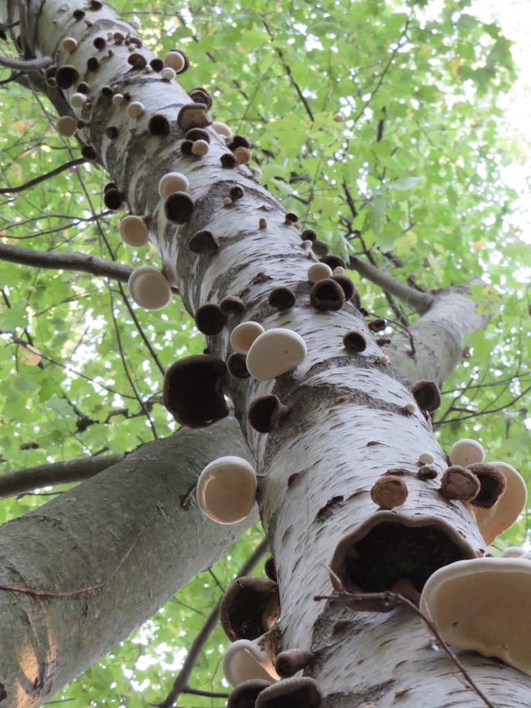 Polypore du bouleau (Fomitopsis betulina)