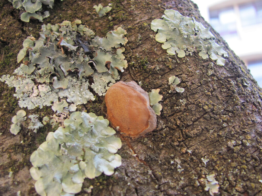 Polypore du prunier (Phellinus pomaceus)