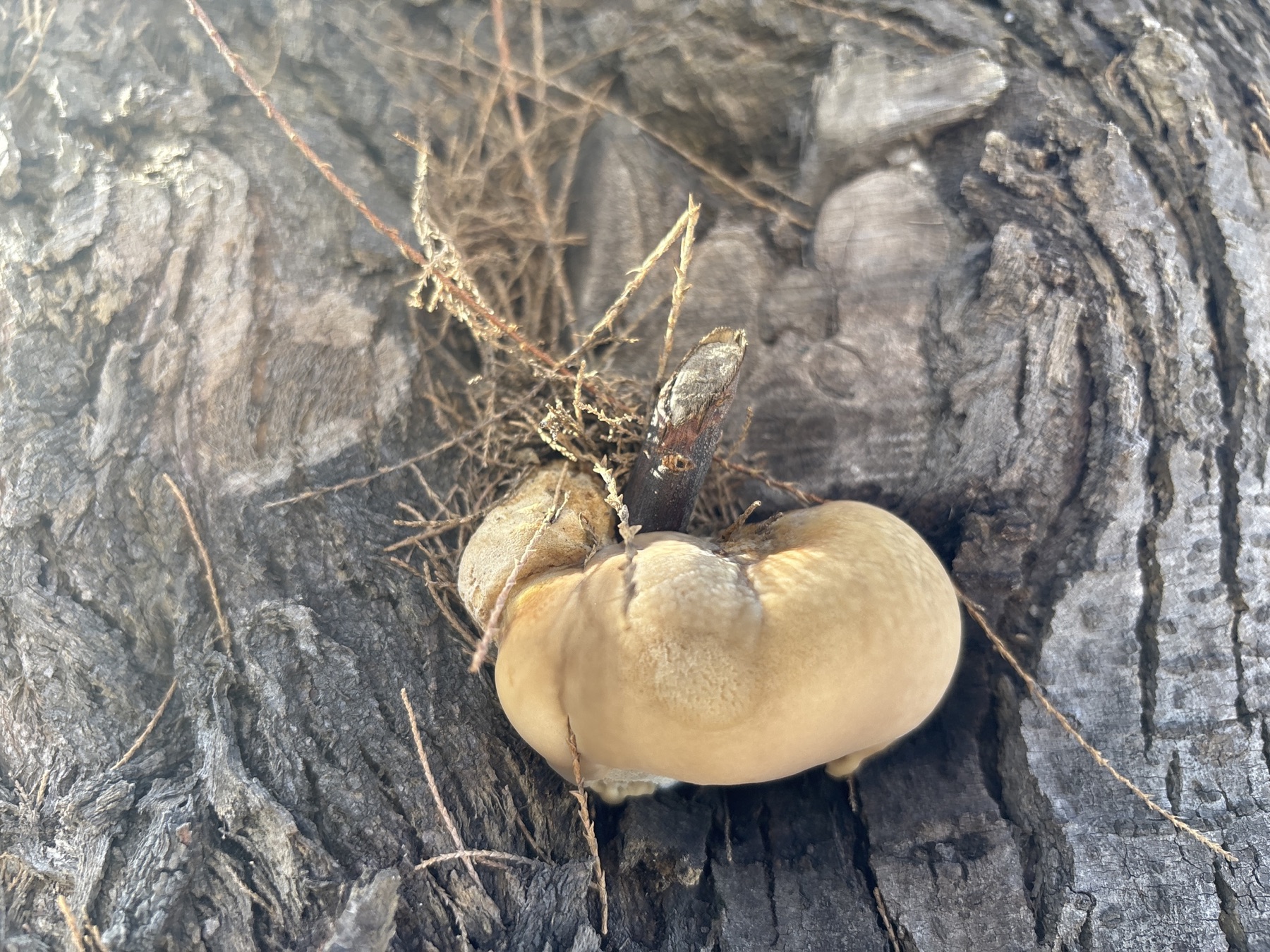 Polypore du tamaris (Inocutis tamaricis)