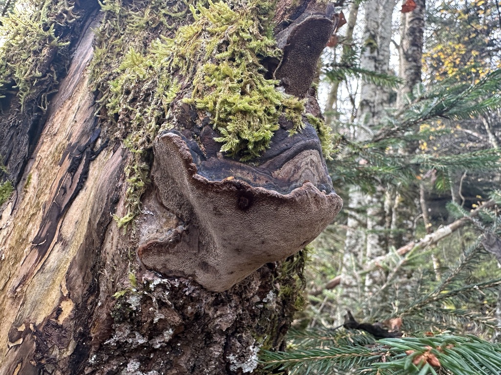 Polypore du tremble (Phellinus tremulae)