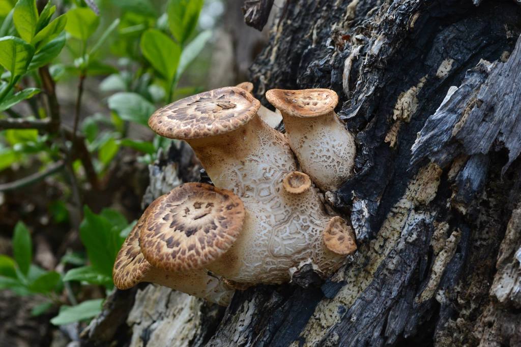 Polypore écailleux (Cerioporus squamosus)