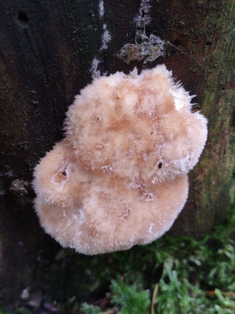 Polypore en coussinet (Ptychogaster albus)