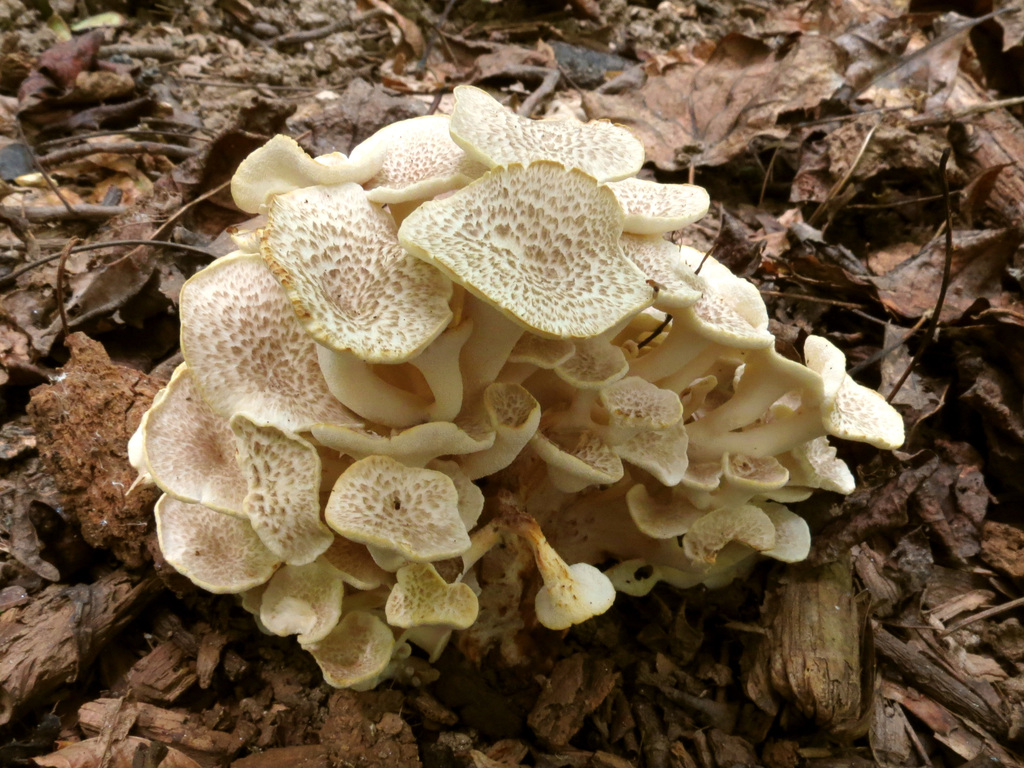 Polypore en ombrelle (Grifola umbellata)