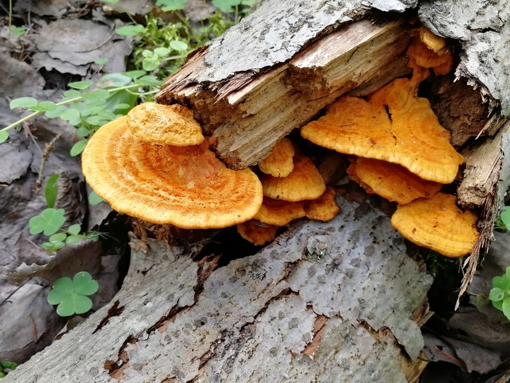 Polypore flamboyant (Pycnoporellus fulgens)