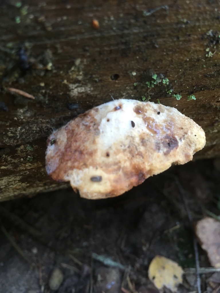 Polypore fragile (Oligoporus fragilis)