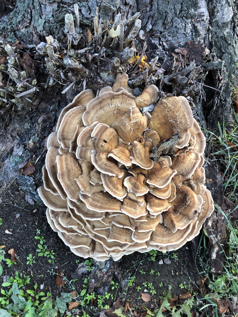 Polypore géant (Meripilus giganteus)