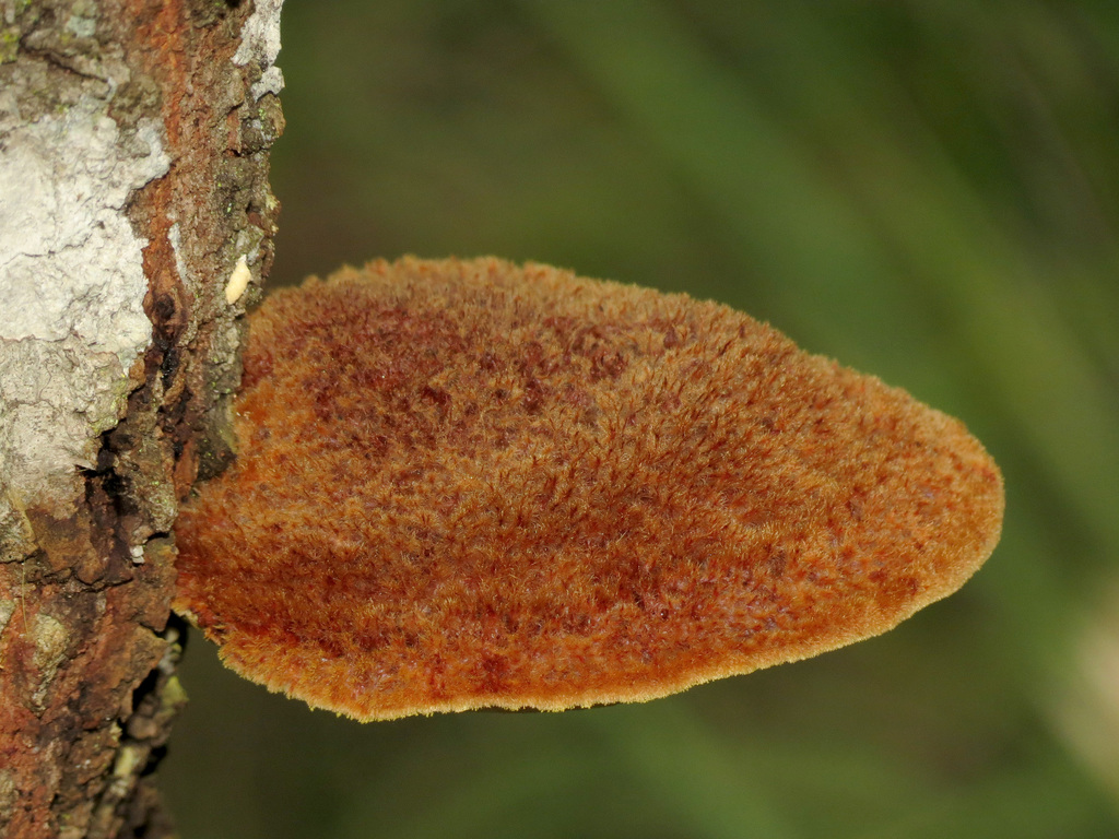 Polypore hérissé (Inonotus hispidus)