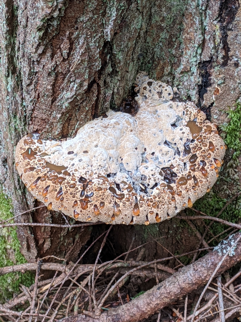 Polypore larmoyant (Pseudoinonotus dryadeus)
