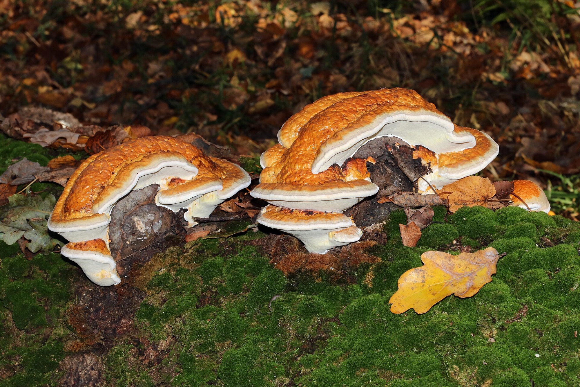 Polypore marginé (Fomitopsis pinicola)