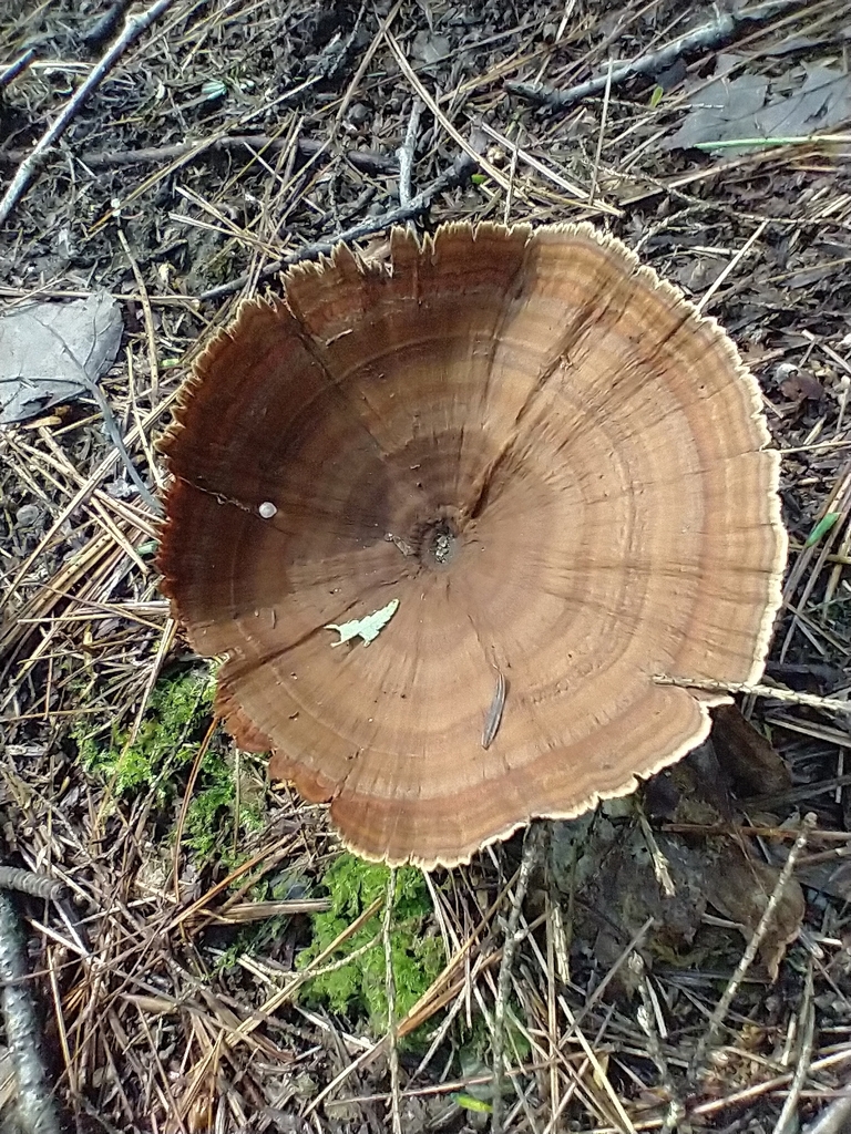 Polypore persistant (Coltricia perennis)