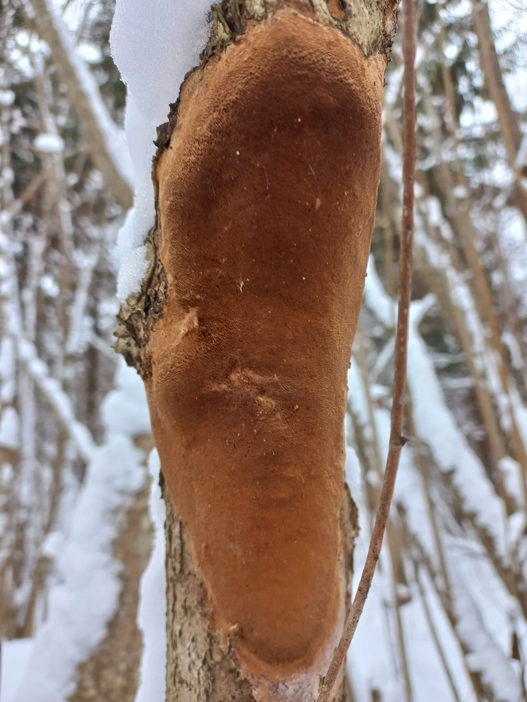 Polypore ponctué (Fomitiporia punctata)