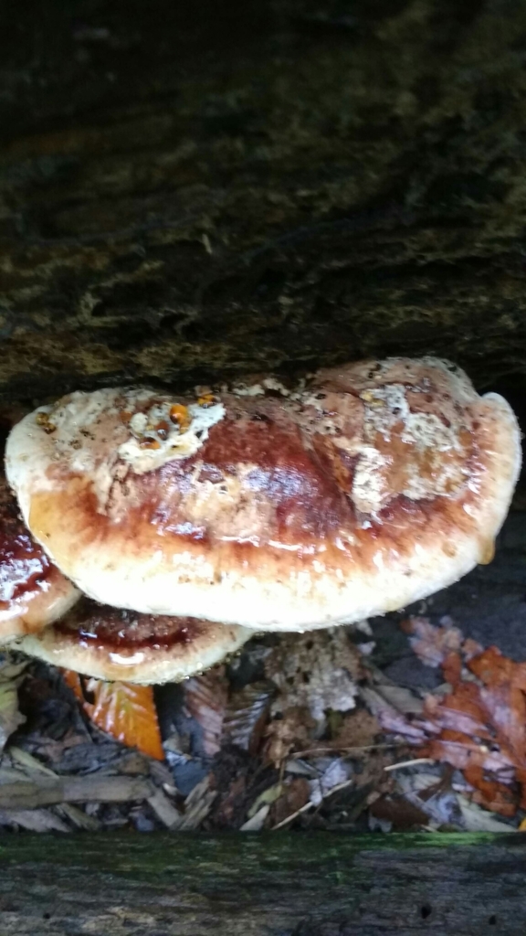 Polypore résineux (Ischnoderma resinosum)