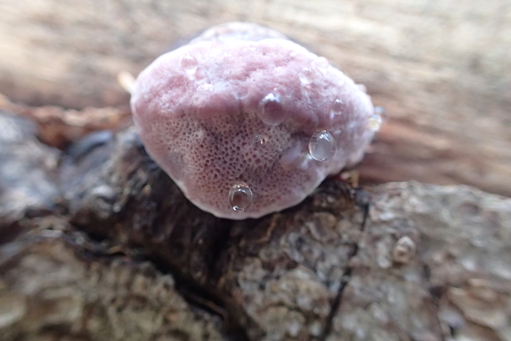 Polypore rose (Fomitopsis rosea)
