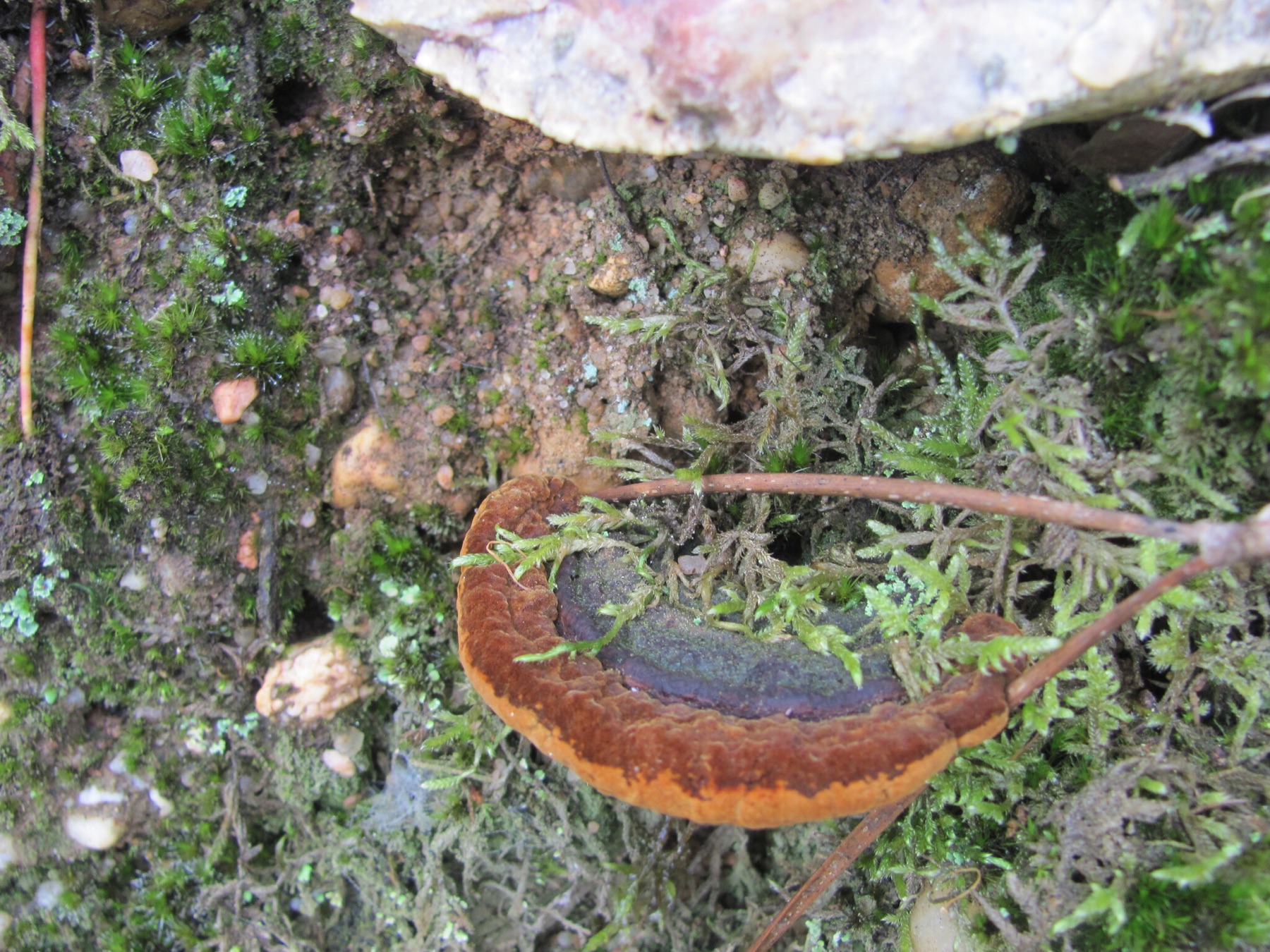 Polypore rouillé (Fuscoporia torulosa)