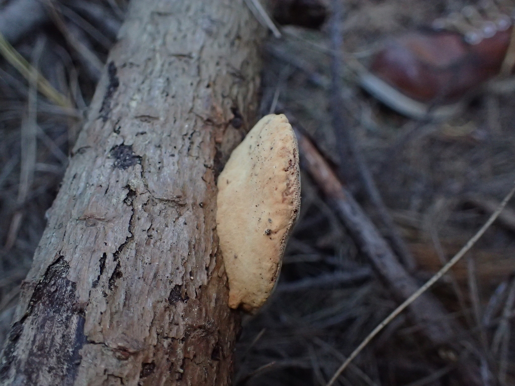 Polypore rutilant (Hapalopilus rutilans)