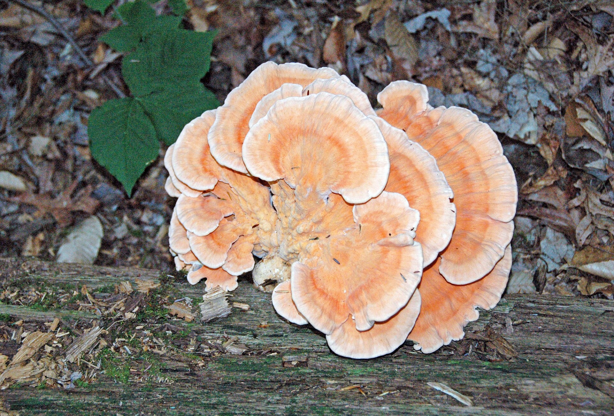 Polypore soufré (Laetiporus sulphureus)
