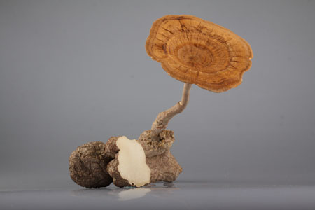 Polypore tigre (Lignosus rhinocerus)
