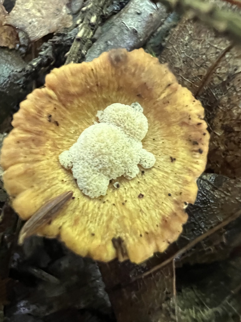Polypore variable (Cerioporus varius)