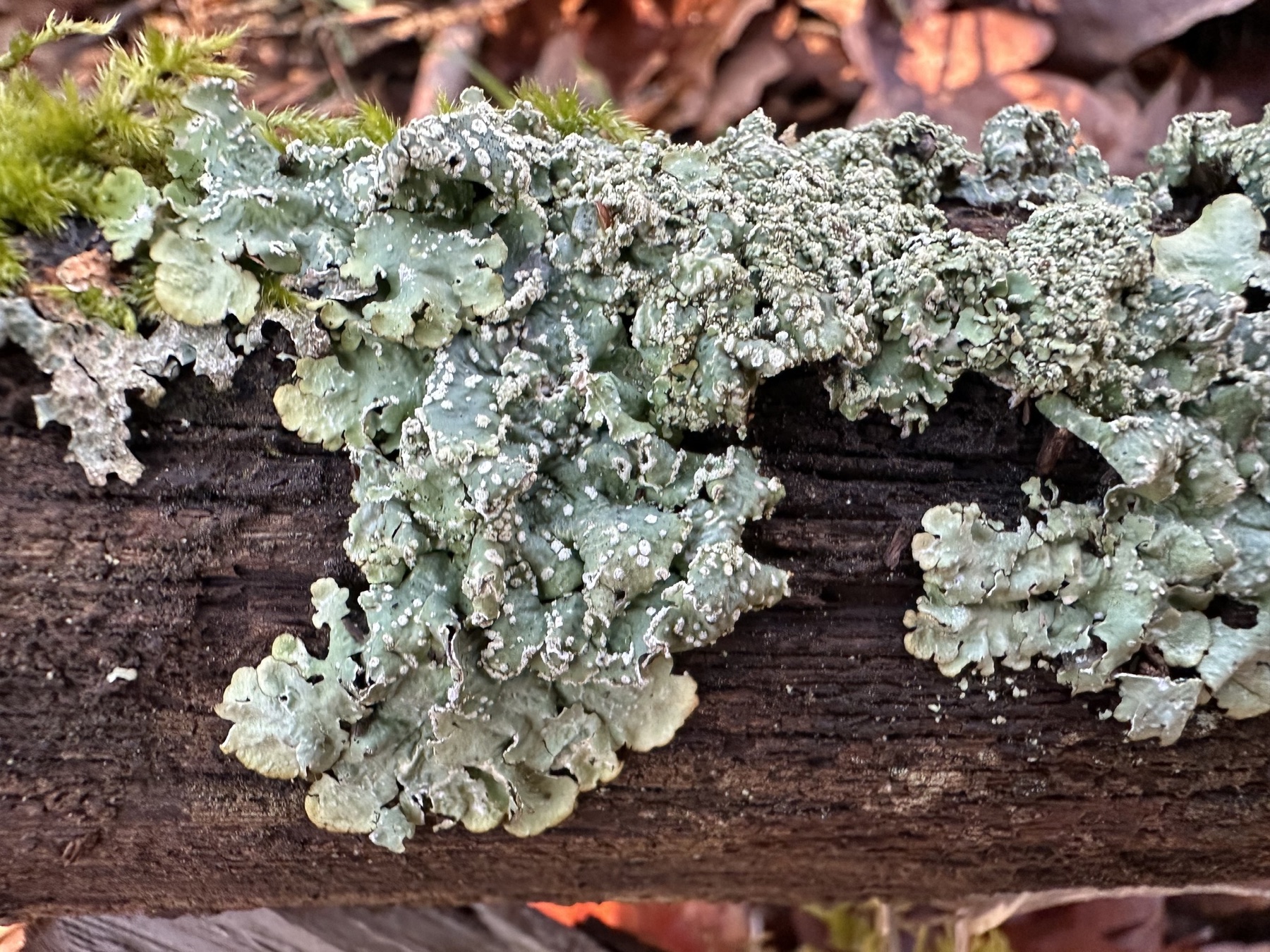 Ponctélie poudreuse (Punctelia subrudecta)
