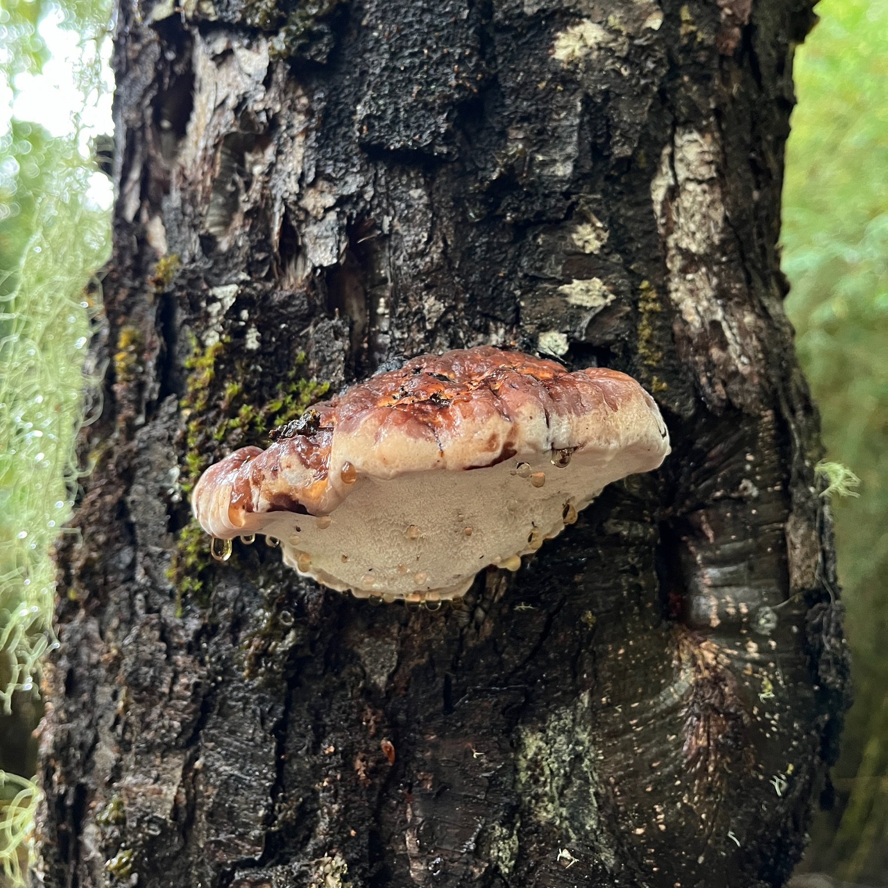 Postia pelliculosa (Postia pelliculosa)