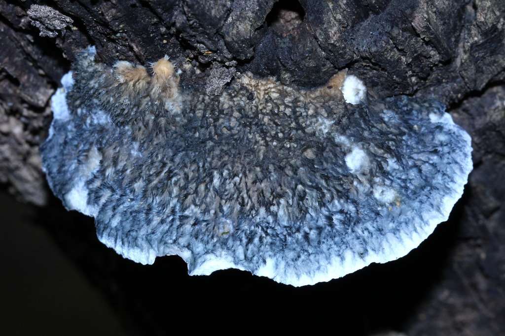 Postie bleue (Postia caesia)